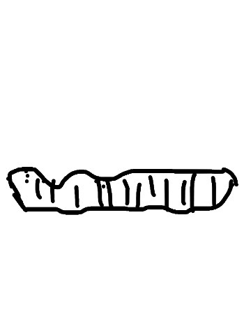 🐛