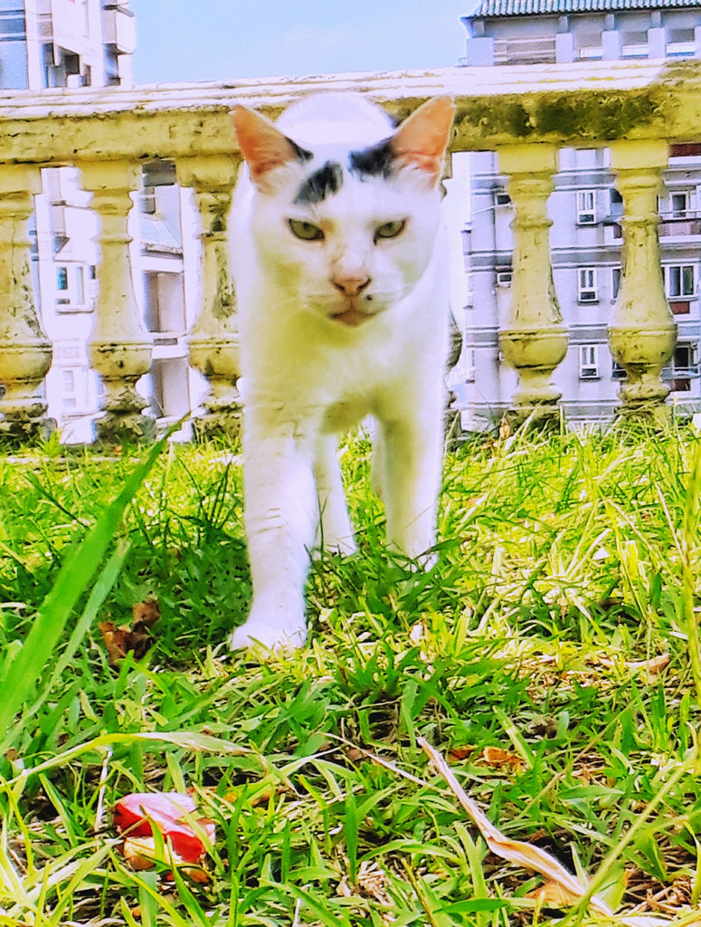 🌼二毛の步伐日記🐾🐾 — 二毛 的數位攝影集封面