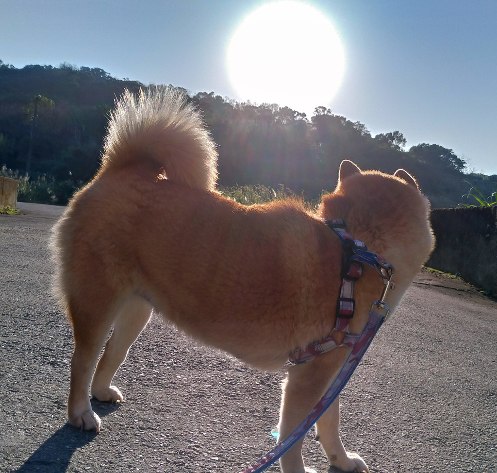 黛比